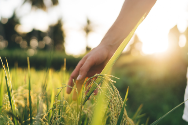 Agropecuária Grama Roxa Ltda