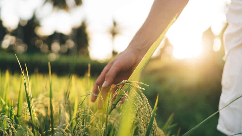 Agropecuária Grama Roxa Ltda